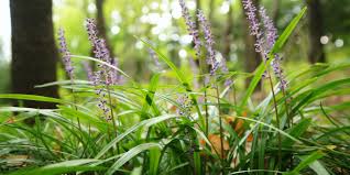 Come pianta sempreverde, la schefflera è ideale da coltivare in vaso perché ha una dimensione contenuta che non supera mai i due metri in altezza. Quali Piante Possono Crescere Sotto Un Grande Albero In Ombra Cose Di Casa