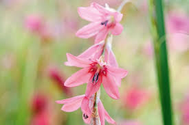 Image result for Dierama formosum