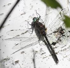 Image result for Hunteria myriantha