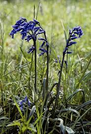 Image result for Hyacinthaceae