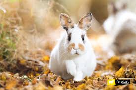 All we have to do is learn the behavioral signs and pay attention. What Should You Do When Your Rabbit Gets Wet In The Rain