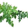 Find & download free graphic resources for leaves border. Https Encrypted Tbn0 Gstatic Com Images Q Tbn And9gcs03fiz3hoaqmx0m4oort44jv8oprgrfr Htkc6gi1bfqqa1kt1 Usqp Cau