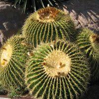 The decor was handcrafted by me: Desert Tree Plant Nursery Phoenix Desert Foothills Gardens Inc