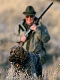 We are located in the driftless region of southwest wisconsin on 100 acres of grasslands, woods, stream and a. Wirehaired Pointing Griffon