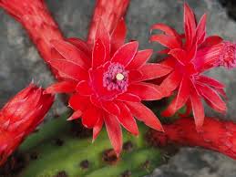 Image result for Cleistocactus
