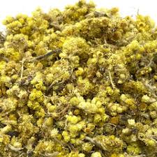 Image result for Helichrysum helvolum