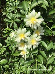 Image result for Pereskia aculeata
