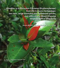 Image result for Warneckea albiflora