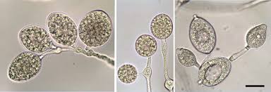 Image result for Heteromorpha sp. agg.