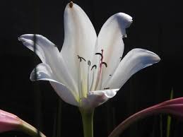 Image result for Crinum paludosum