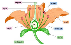 Carpels may be called the female parts of a flower and collectively form the gynoecium. Flower Structure Bioninja