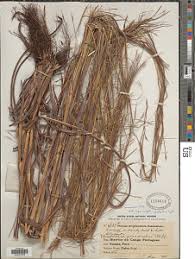 Image result for Elymandra