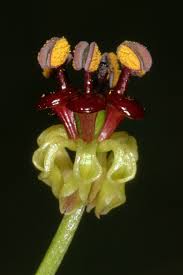 Image result for Camptorrhiza strumosa