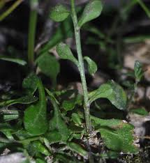 Image result for Wahlenbergia persimilis