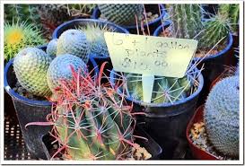 הצג את כל 25 חוות הדעת. 131202 Bachstucson 074 Cacti And Succulents Cactus For Sale Planting Succulents