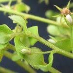 Image result for Anagallis pumila