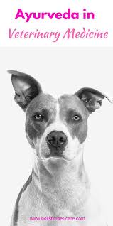 Maybe you would like to learn more about one of these? Click To Read More From Dr Tejinder Sodhi S Seminar On Ayurveda And How It Applies To Pet S Health Ayurveda Pets Cat Veterinary Ayurveda Holistic Pet Care