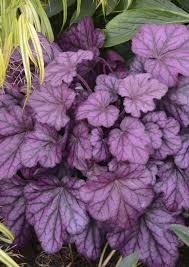 Primo Wild Rose Heuchera Delights With Bright Purple Pink Leaves That Easily Color The Shade Hardy Down To Zo Heuchera Coral Bells Heuchera Shade Perennials