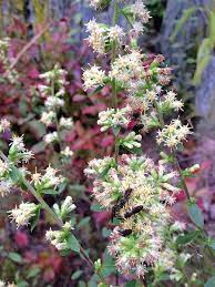Solidago Bicolor White Goldenrod Plants Pollinator Garden Native Garden