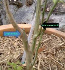 It so happens that i have been grafting onto some old citrus rootstock at my place this past year. Looking After Your Grafted Fruit Trees Greenmillenium Landscapes Horticulturist Of Quality
