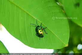 Image result for Buchnera speciosa