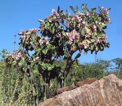 Image result for Adenium boehmianum