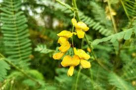 Image result for Sesbania rostrata