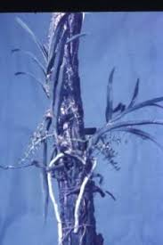 Image result for Tridactyle bicaudata