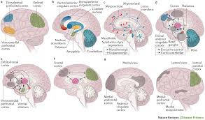 Image result for Cerebral Subcortex