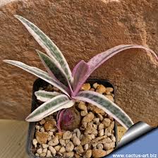 Image result for Ledebouria cordifolia