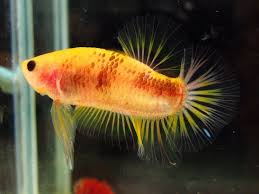 Tiger Fancy Halfmoon Plakat Fish Pet Betta Pets