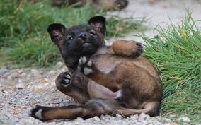 Malinois will not be thrilled with other animals as well, especially those he doesn't know. Belgian Malinois Puppies Behavior And Characteristics In Different Months Until One Year
