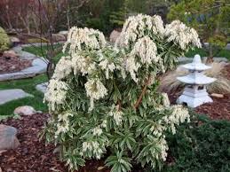Image result for Pieris japonský obrázek