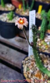 Image result for Vincetoxicum apiculatum