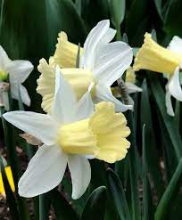 Narcissus February Silver Trumpet Daffodils Narcissi Flower Bulb Index Bulb Flowers Narcissus Flower Daffodils