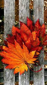 Download Autumn Leaves Wallpaper By Agaaa K 0c Free On Zedge Now Browse Papier Peint Feuilles D Automne Fond D Ecran Telephone Paysage Automne