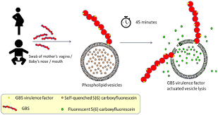 Image result for Group B Streptococcus