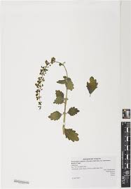 Image result for Coleus hadiensis