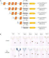 The following amounts are equivalent: A Salicylic Acid Inducible Mulberry Wrky Transcription Factor Mi Wrky53 Is Involved In Plant Defence Response Springerlink