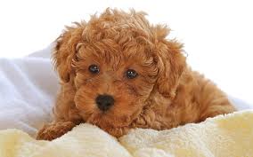 Maybe you would like to learn more about one of these? 1440x2960px Free Download Hd Wallpaper Brown Labradoodle Puppy Baby Curly Dog Pets Animal Cute Wallpaper Flare