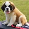 Ein hund namens beethoven (1992) deutsch stream german online anschauen. 1