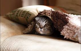 In this material we'll take a look at one notable cause and how you can potentially rectify the situation via relaxation a female cat yowling all day and night is most likely to be in estrus. Why Your Cat Goes Crazy At Night Petcarerx