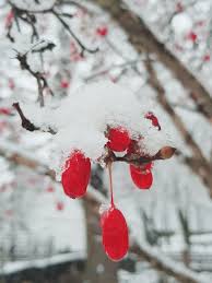 Pop Of Red Winter Berries Aesthetic Holiday Spirit In The Nature First Snow In Korea Make A Wish Darling Dekorasi
