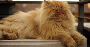 foto persidskih koshek zhivotnye persidskie koshki fotografii zhivotnyh