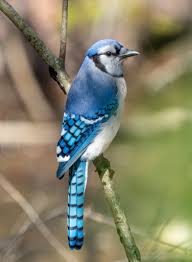 Blue Jay Wikipedia