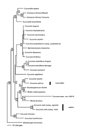 Image result for Cucumis kalahariensis