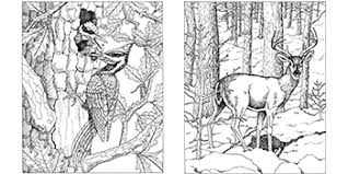 Free printable forest animals coloring pages. Forest Animals Coloring Book Dover Nature Coloring Book Gaspas Dianne 0800759413164 Amazon Com Books