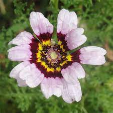 Daisy Seed Painted Daisy Painting Pollinator Garden Daisy