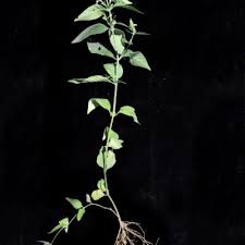 Image result for Hypoestes forskaolii