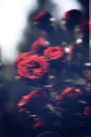 The great collection of beautiful wallpapers tumblr for desktop, laptop and mobiles. Love Tumblr Wallpaper Red Sky Rose Garden Roses Petal 593169 Wallpaperuse